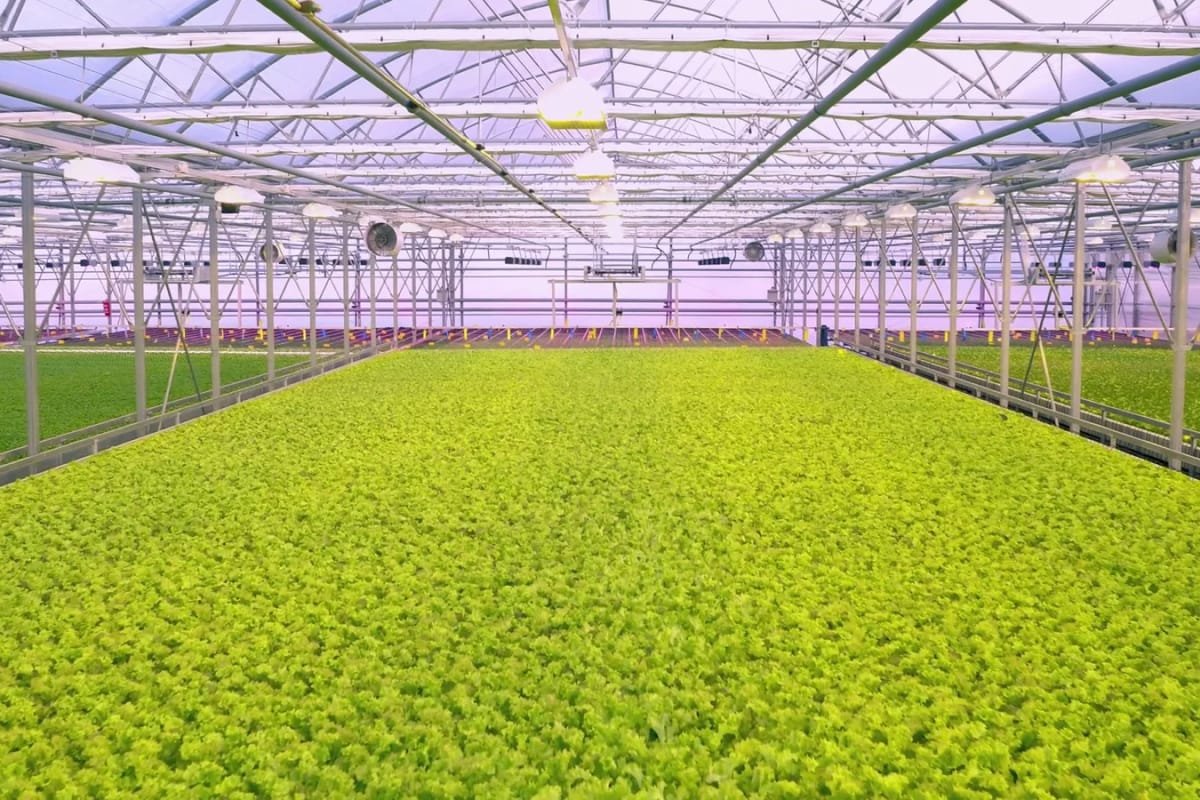 A vast indoor hydroponic farm or greenhouse filled with rows upon rows of vibrant green leafy plants growing under artificial lighting and a structured ceiling.